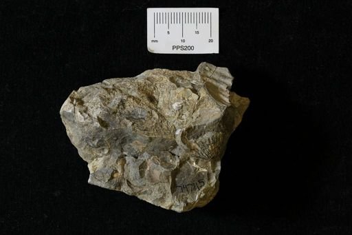 Mollusca