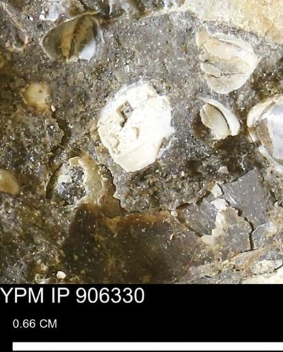 undet. Bivalvia
