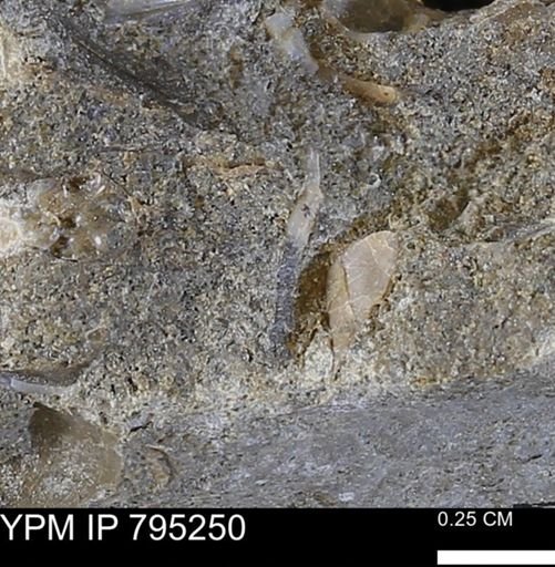 undet. Bivalvia
