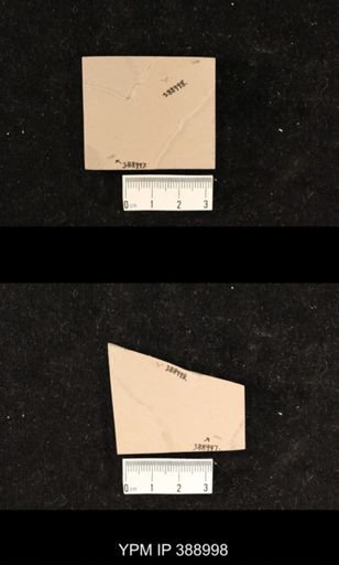 undet. Hexapoda