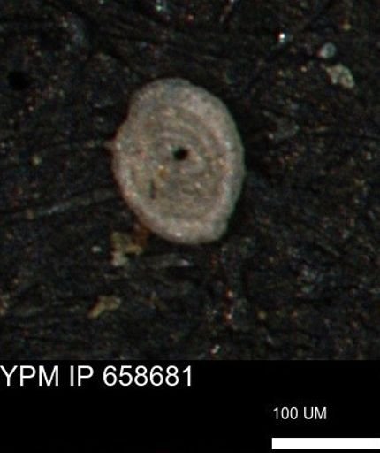 Spirolocammina subcircularis
