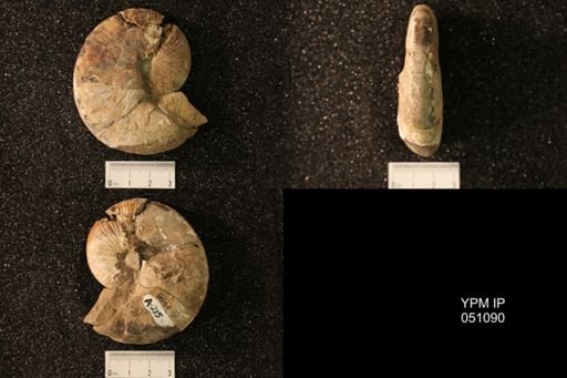 Hoploscaphites nicolletii