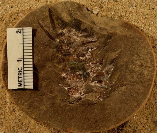 Lepidostrobus