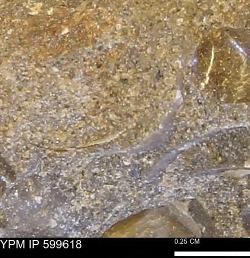 Protocardia subquadrata