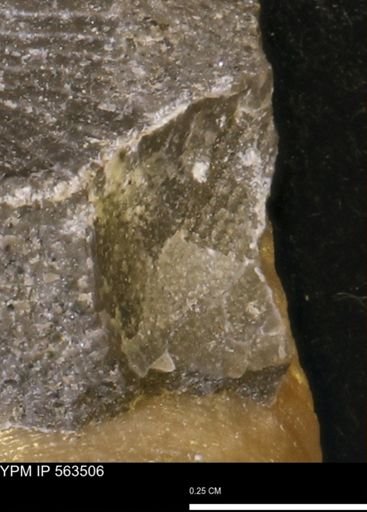 Oxytoma (Hypoxytoma) sp.
