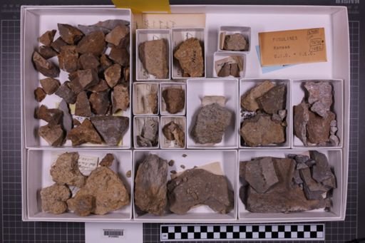 mixed taxa, stratigraphic collection