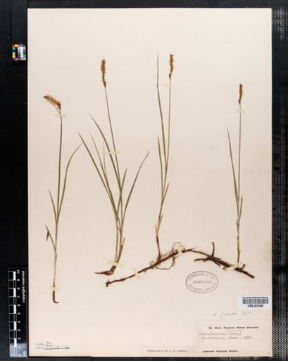 Carex foenea