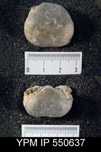 Linoproductus cora