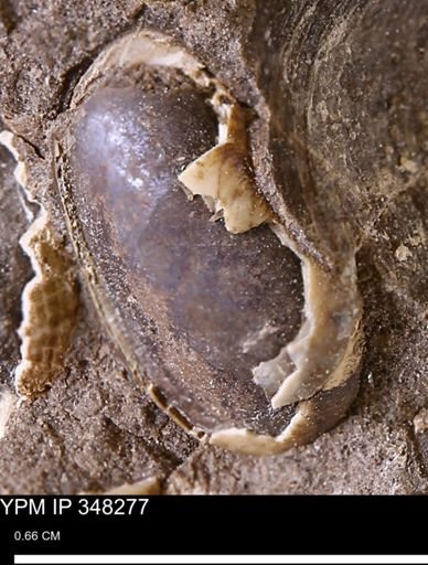 undet. Mollusca