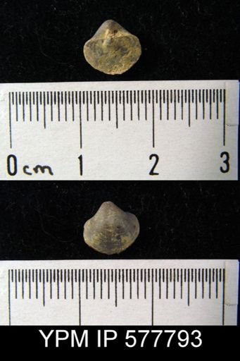 Ambocoelia planoconvexa