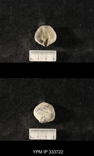 Athyris sp.