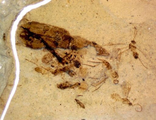undet. Hymenoptera