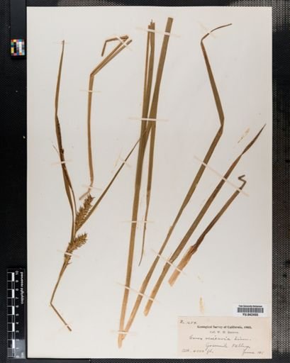 Carex vesicaria