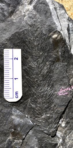 Calamites sp.