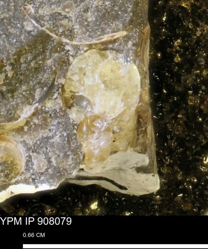 undet. Scaphitidae