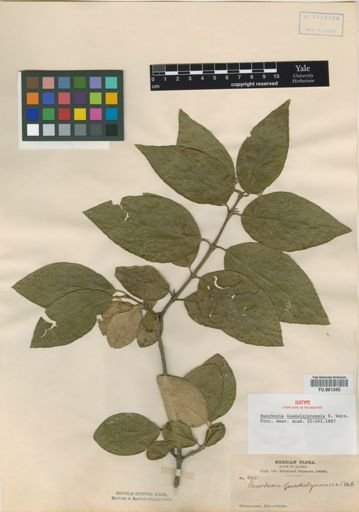 Bunchosia guadalajarensis