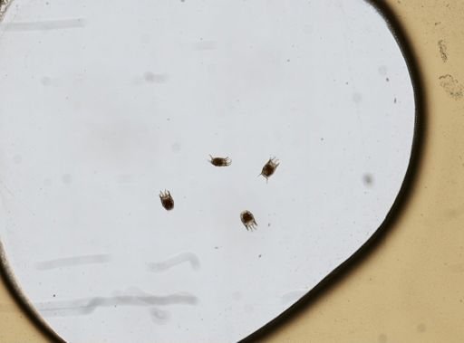 Keratella serrulata