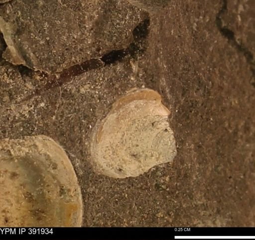Protocardia sp.