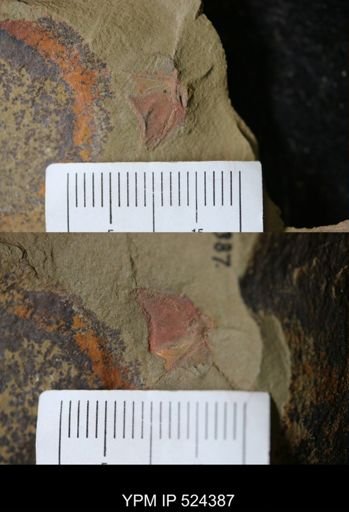 undet. Stylophora