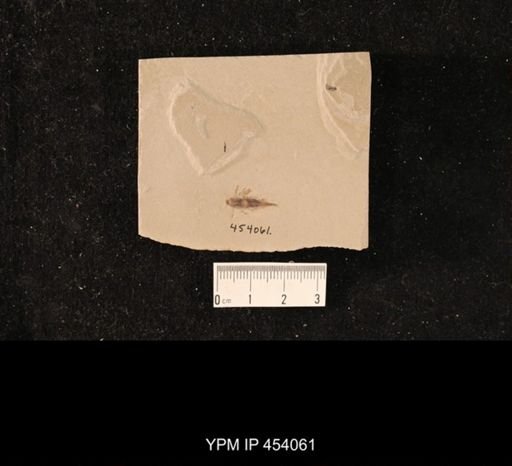 undet. Orthoptera