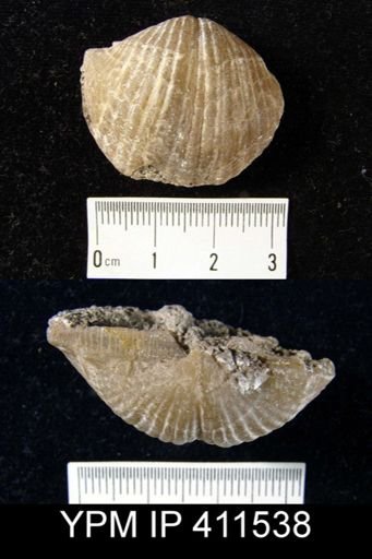 Spirifer bisulcatus