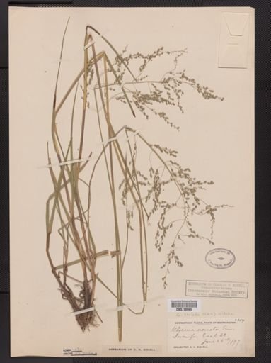 Glyceria striata