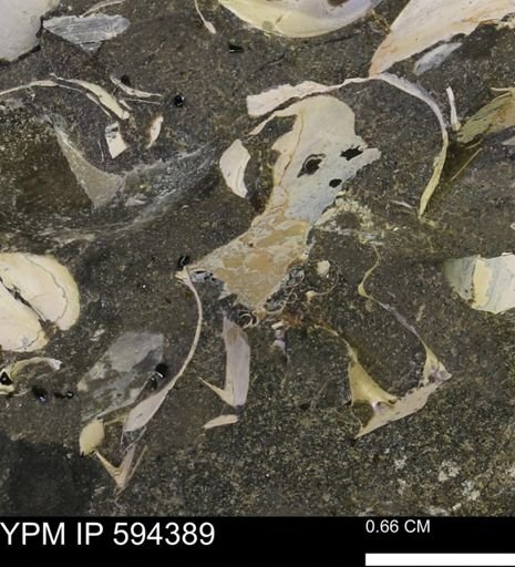 Protocardia sp.