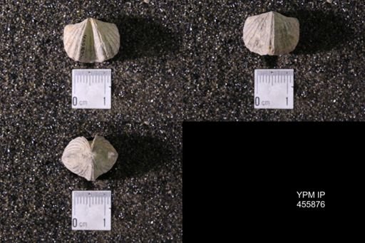 Platystrophia crassa