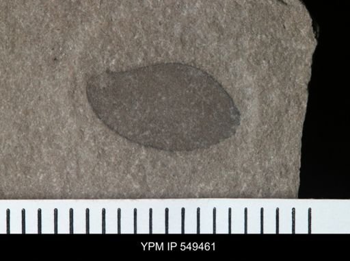 undet. Eurypterida