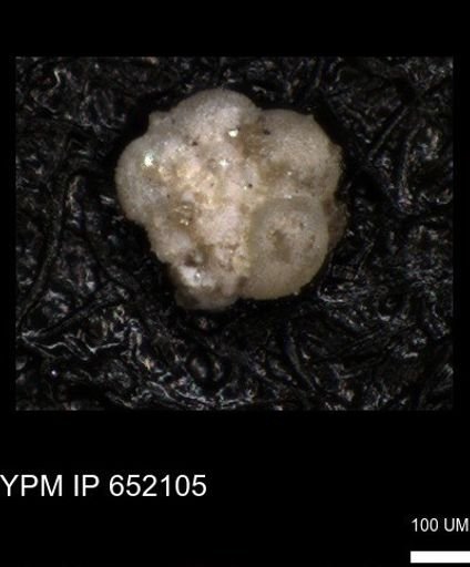 undet. Rugoglobigerinidae
