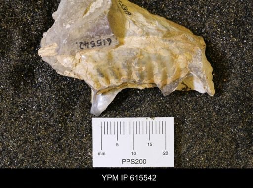 Scaphitidae