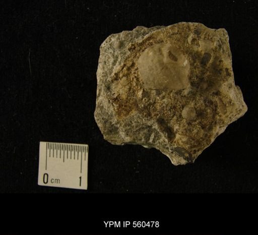 undet. Cystoidea