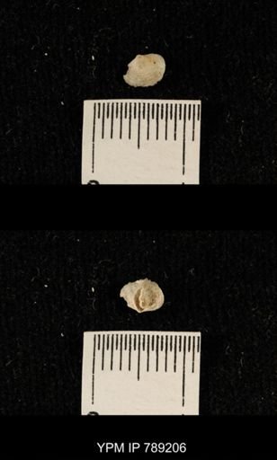undet. Brachiopoda