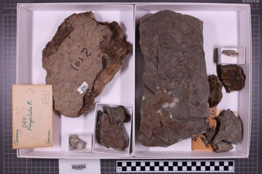 mixed taxa, stratigraphic collection