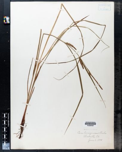 Carex lanuginosa