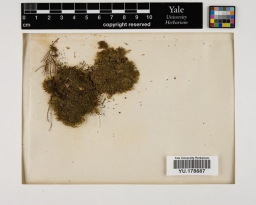 Plantae
