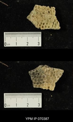 Heliolites spongiosus