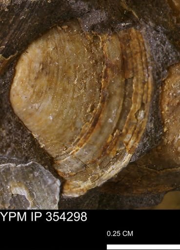 undet. Bivalvia