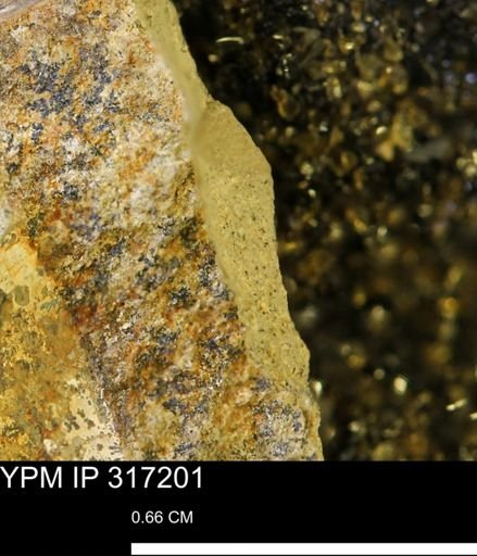 undet. Mollusca
