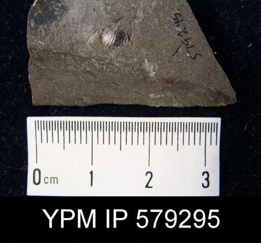 Chonetes mucronatus