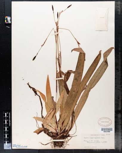 Carex plantaginea