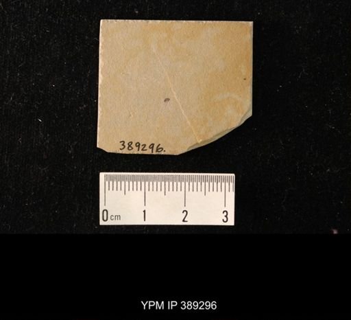 undet. Diptera