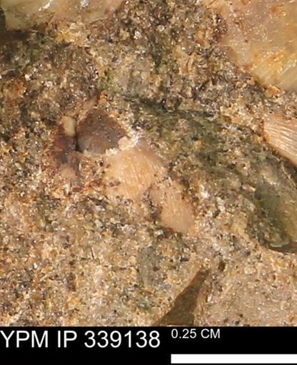 undet. Bivalvia