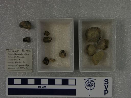 Titanoides sp.