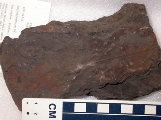 Angiospermopsida