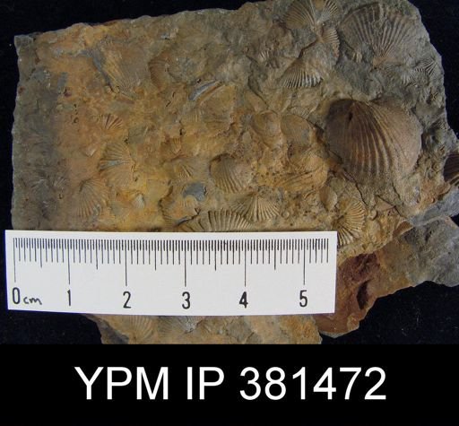 Tropidoleptus sp.