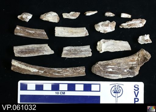 undet. Mosasauridae