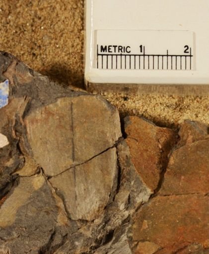 Sphenozamites robustus