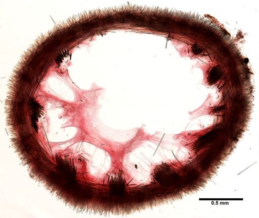 Polymastia boletiformis