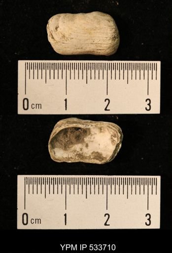 Yoldia arctica